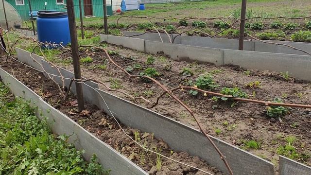 Виноград  в Калужской области 01.05.2025
