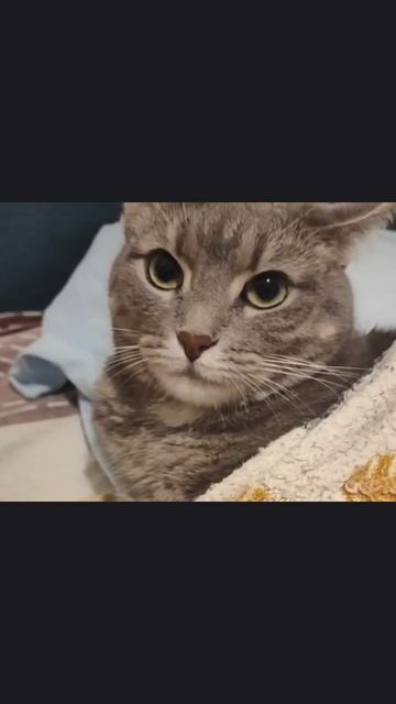 подпишись если любишь котиков