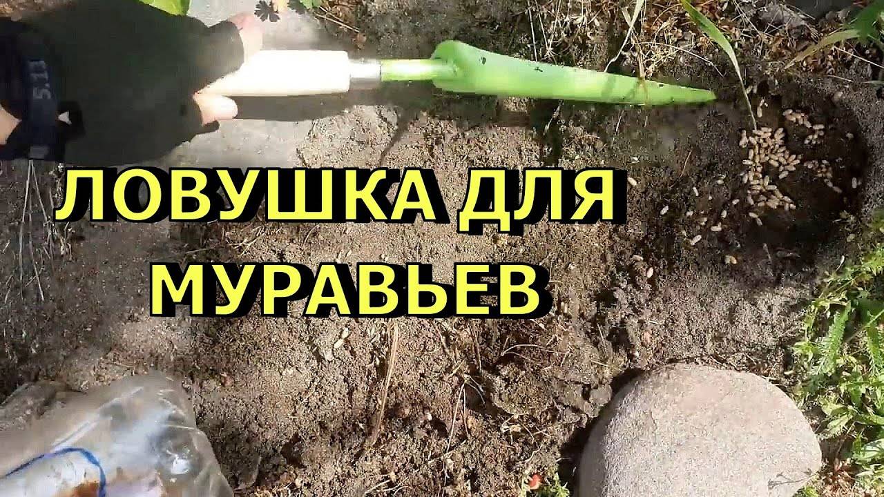 🐜🔥 Супер Ловушка для Муравьев — Избавься от них за 1 час! Гарантированно 100% результат! 🔥🐜