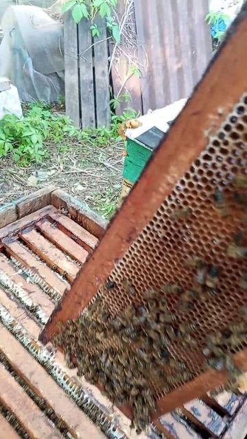 Пчелы залили магазин медом.