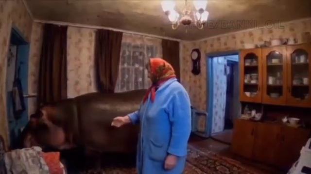 ЭТО МОЯ БУЛЬКА БАРАБУЛЬКА