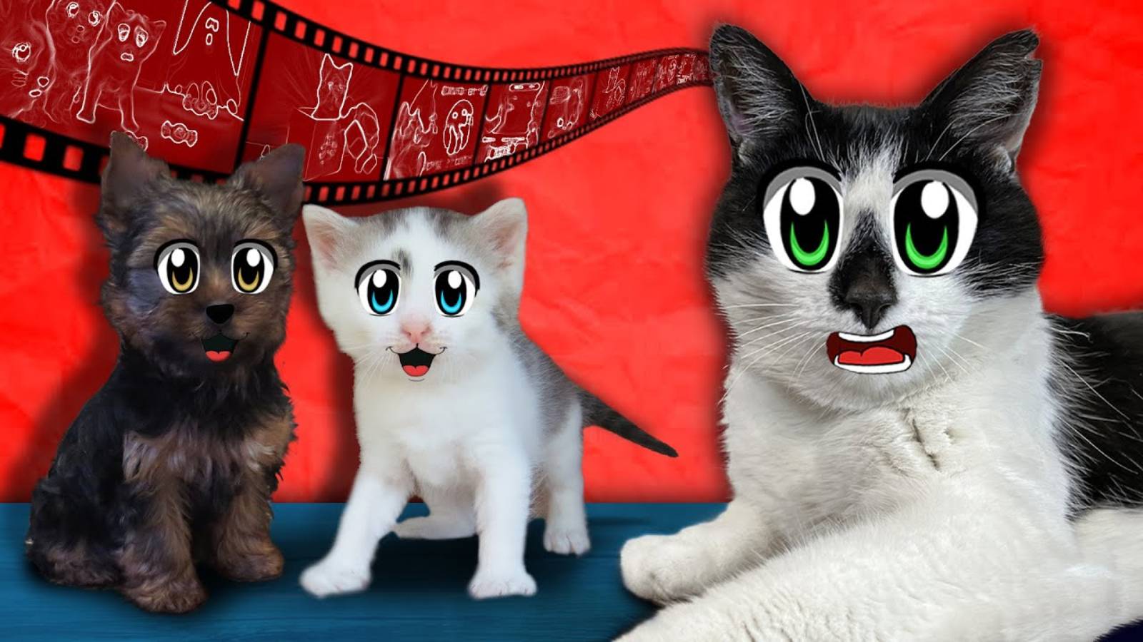 СМОТРИМ ВАШИ МЕМЫ 2 ! КОШЕЧКА МУРКА СТАЛА ВЕНСДЭЙ МУРСДЕЙ ! ПРИКОЛЫ ОТ ПОДПИСЧИКОВ А НУ КА ДАВАЙ КА