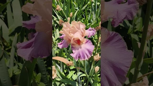 Ирисы. Никитский ботанический сад. 01.06.25 (3)