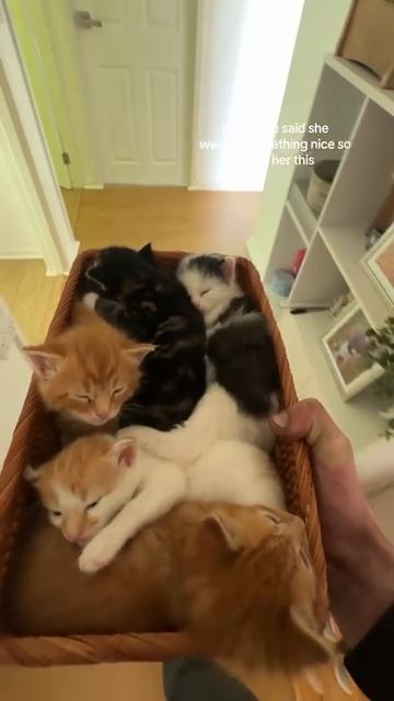 Котята в коробке