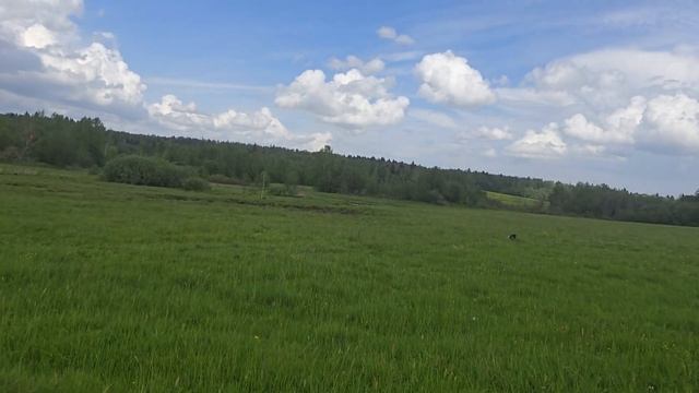 С хаски Диком на поводке 150 метров 31.05.24