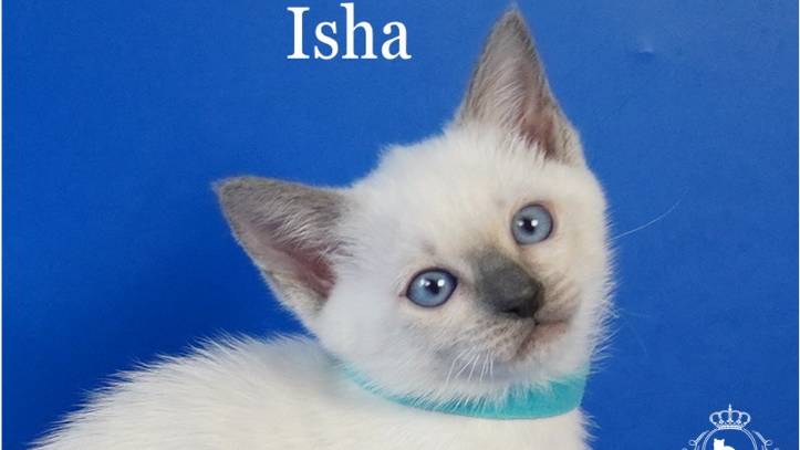 Тайская девочка Isha Gamlet, блю пойнт, 1,5 месяца