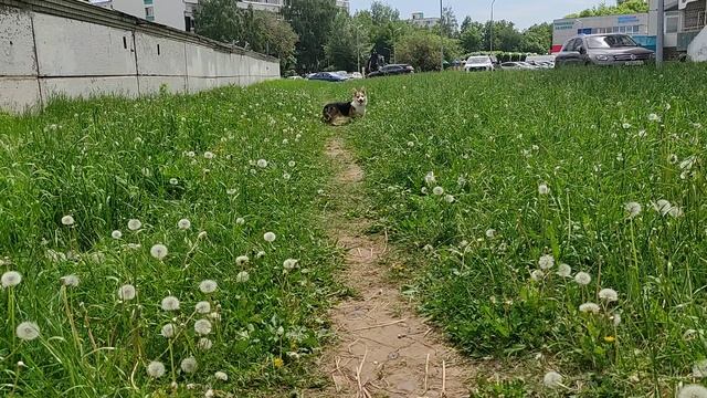 Наши ежедневные прогулки с маман. Да мама, ты меня звала? 5 часть.