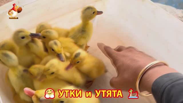 Утки с Утятами гармония во дворе 🦆🤗❣️(36)