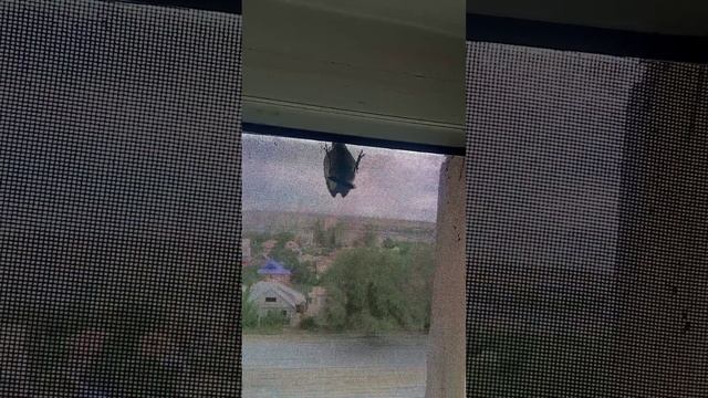 Воробей на сетке, кошки настороже