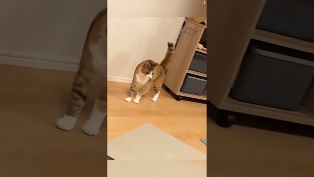 Котики