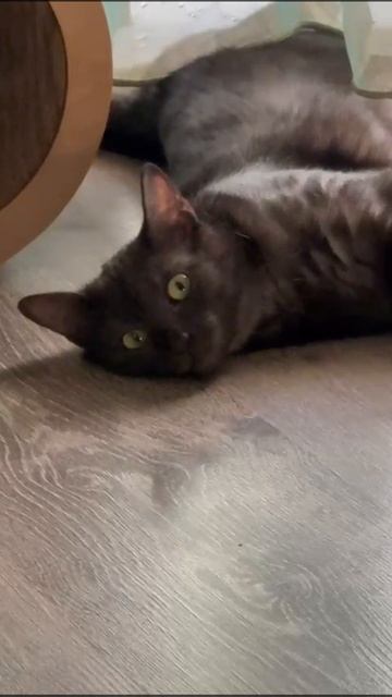 Кошка чёрный дым ищет дом!