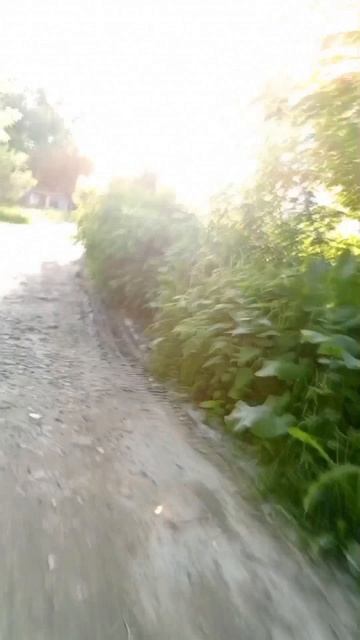 птицы поют в прилеске