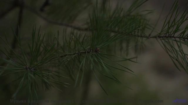Эта дорога ведёт к месту, где начинается ваша история! - Fireflies -- Ketsa -- Growth