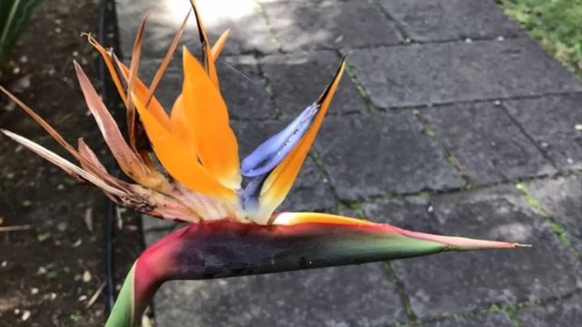 Лас-Пальмос.. (5)