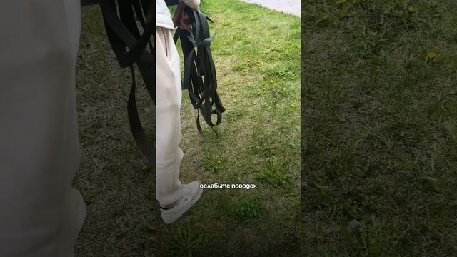 ⁉️Один прием, который поможет справится с зооагрессией у собаки.