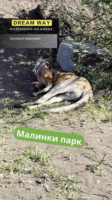 малиновый кенгуру #малинкипарк #dreamway #путешествие #животные #travel #отдых #shortsvideo #shorts