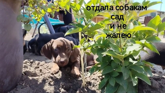 зона отдыха для собак / выгуливаем щенков и наслаждаемся.