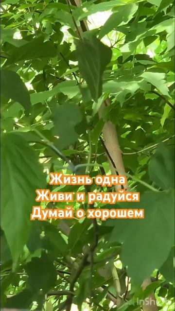 Жизнь