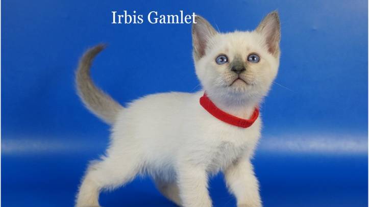 Тайский мальчик Irbis Gamlet, блю пойнт, 1,5 месяца