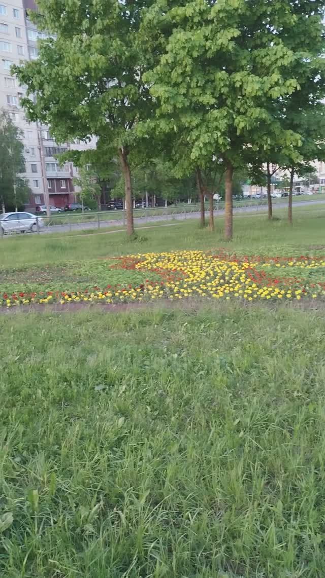 На днях посадили цветы на клумбу, 1 июня 2025.
