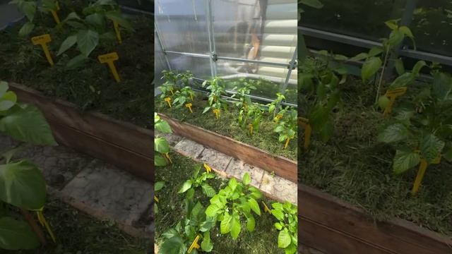 2 НЕДЕЛИ ПОСЛЕ ВЫСАДКИ РАССАДЫ ПЕРЦЕВ. ОБЗОР