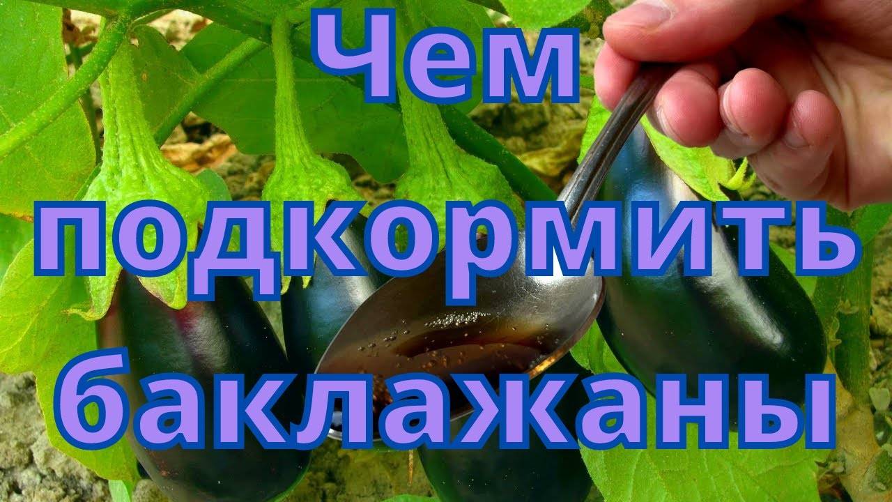 ЧЕМ ПОДКОРМИТЬ БАКЛАЖАНЫ