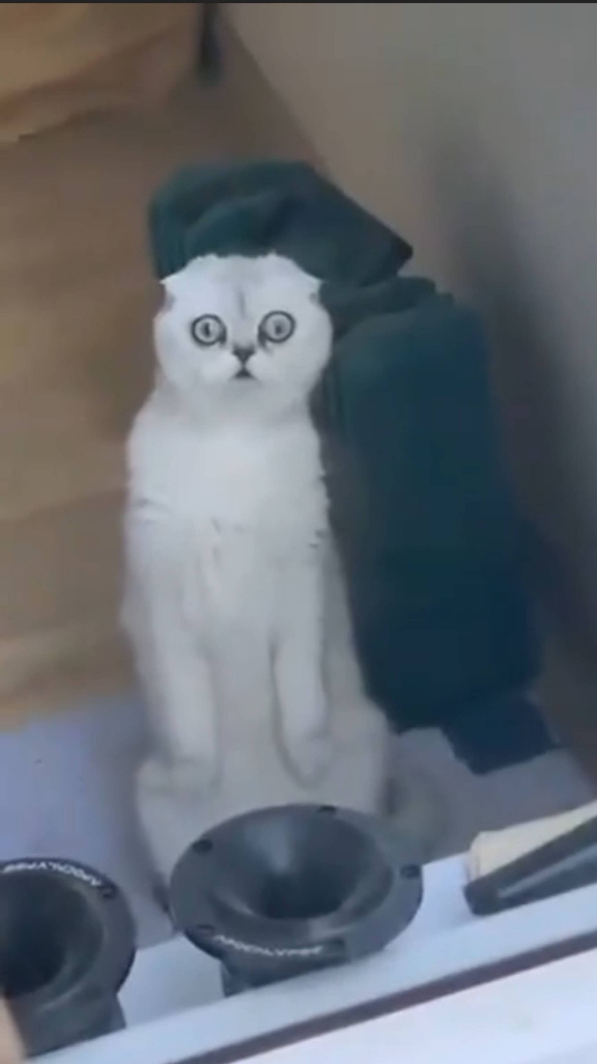 UFO cat