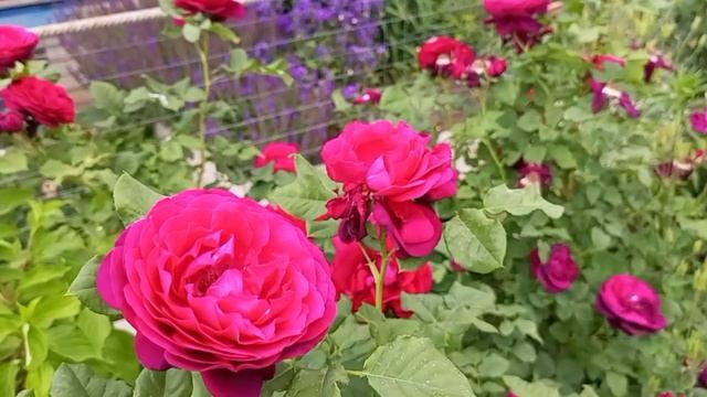 Цветут розы#Прогулка по цветущему саду#теплица в начале июня