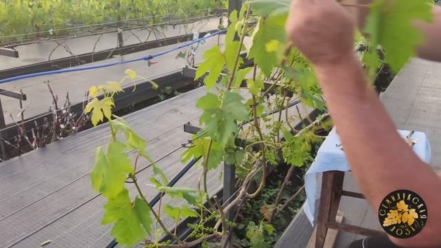 Прививка винограда, чёрным в зелёное.