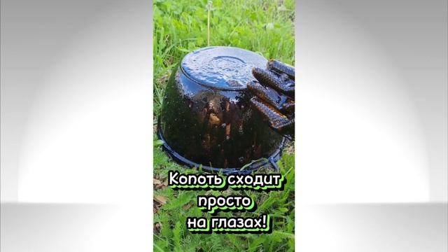 день чистоты