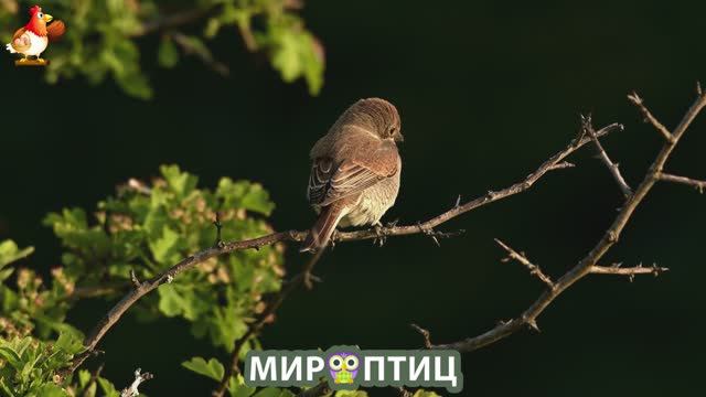 Мир птиц – красота и грация пернатых созданий Природы 🦩🦚🦜 Выпуск (178) 🦉🐦🐤