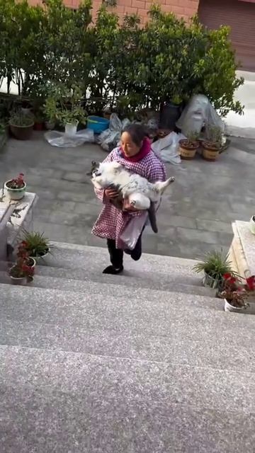 Привезли от бабушки