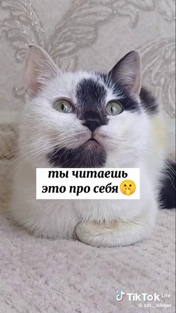 котик предсказатель