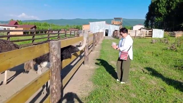 Страусиная ферма на Аршане. Тунка.  Видео моей коллеги.