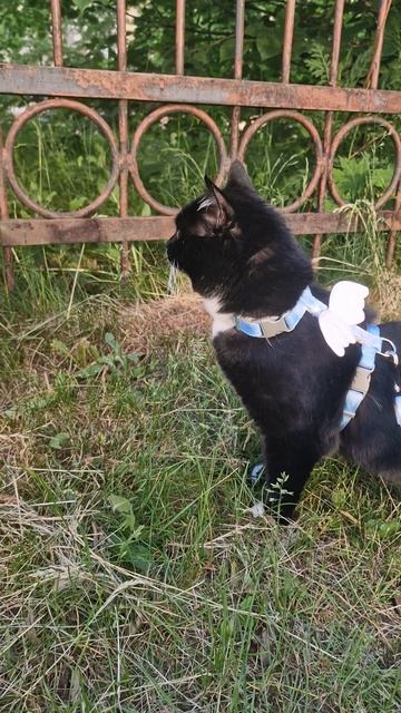 кошка первый раз на улице