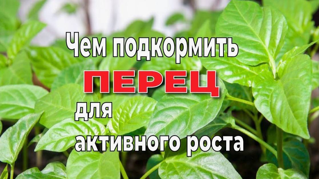ЛУЧШАЯ ПОДКОРМКА ПЕРЦА для РОСТА!