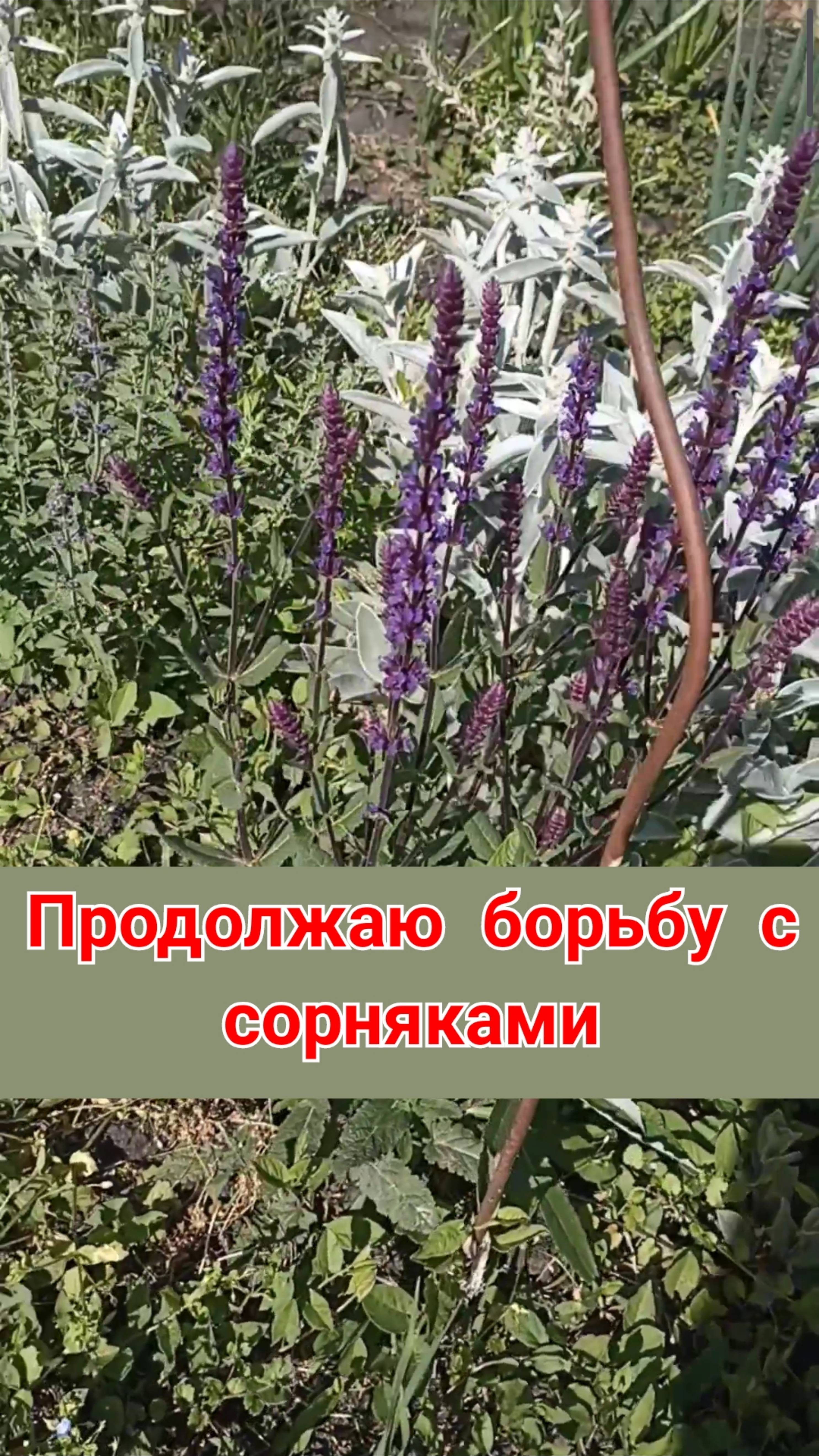 Продолжаю борьбу с сорняками, пока проигрываю я.  Чем заполнить пустые пространства?