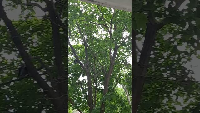 Охрана сидит на дереве !!!!