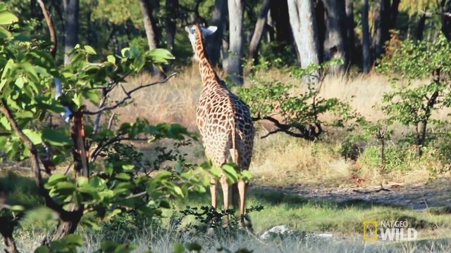 How Poaching Impacts Giraffes | Mission Critical
