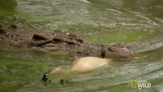 Croc vs. Roo | Australia's Deadly Monsters