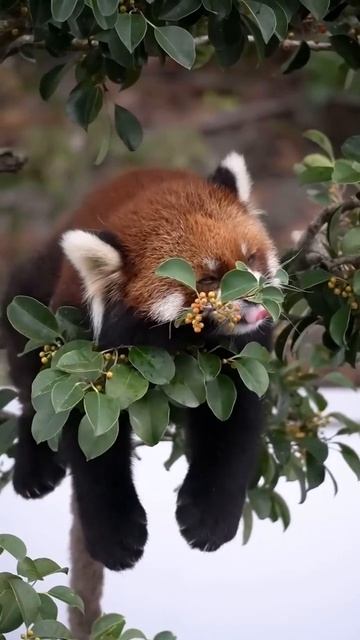 Красная панда 🐼 отдыхает на дереве ❤️❤️❤️