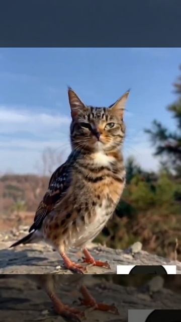 котобей