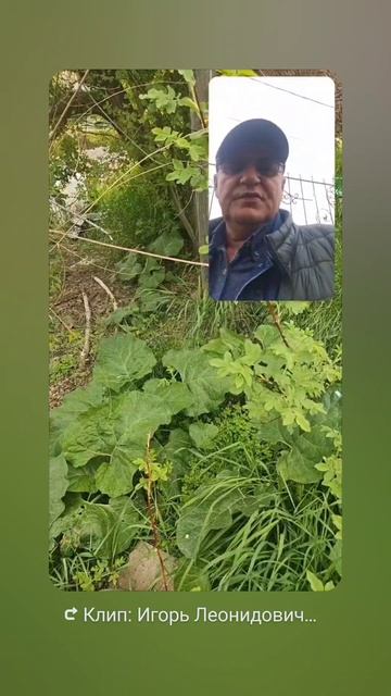 Коловорот сильный приворот на Лопух