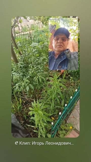 Летнее равнодействие сильный приворот на Иван Чай