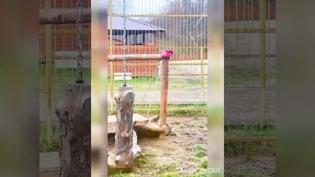 Дикие животные 👍
