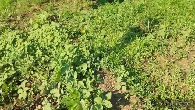 Красим палисадник и делаем мне новый читальный столик.