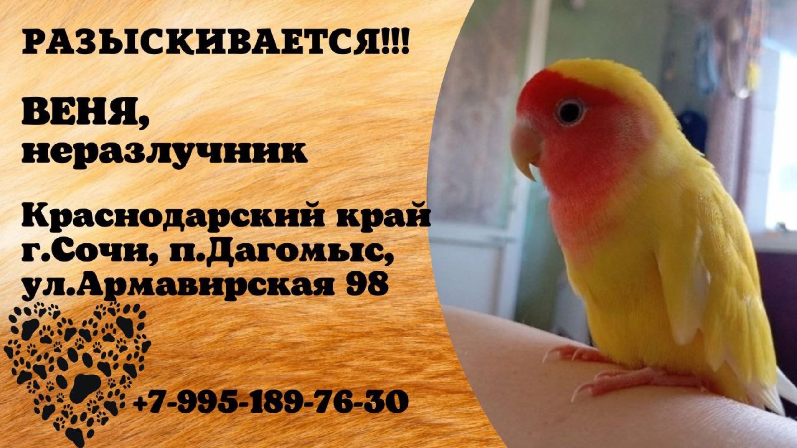 Пропал попугай! ВЕНЯ, неразлучник. Краснодарский край, г.Сочи, п.Дагомыс.