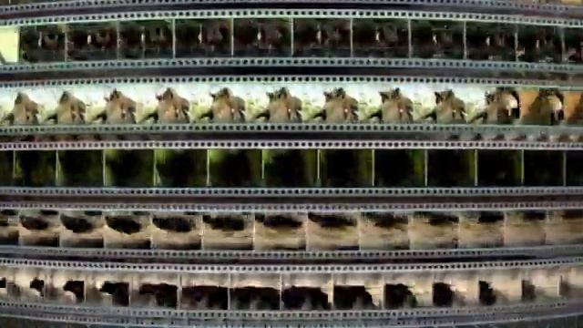 Заставка компании “VOX-Video” (2004-2009)
