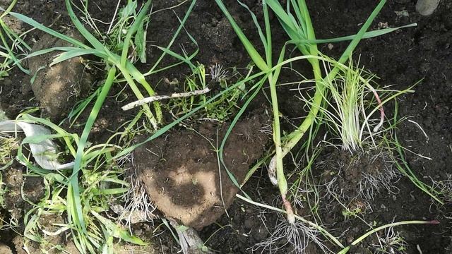 Чесночный сорняк, а вы не верили! Ленинградская область