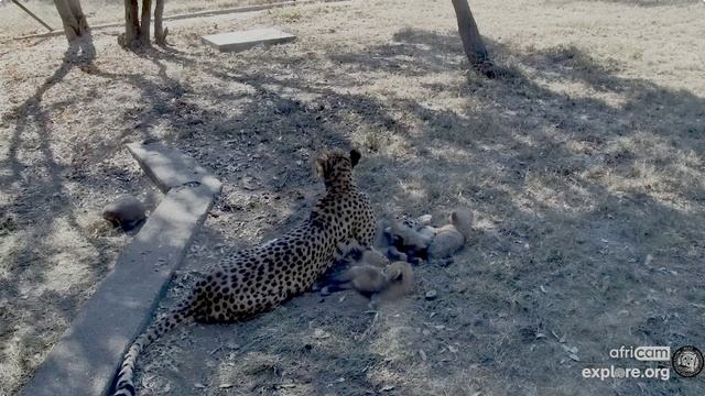 Мама очень красиво мурлыкает котятам- чтобы далеко не убегали